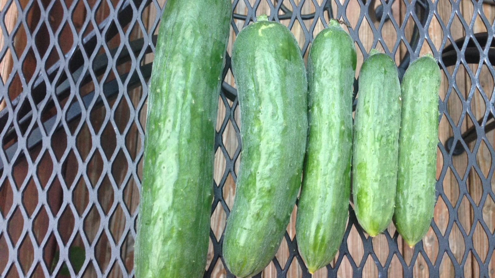 What Is the Average Penis Size in the US?