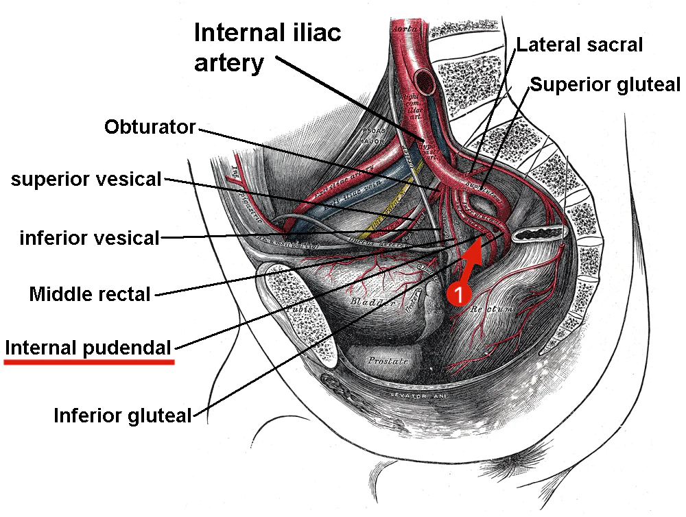 Learning About Blood Flow